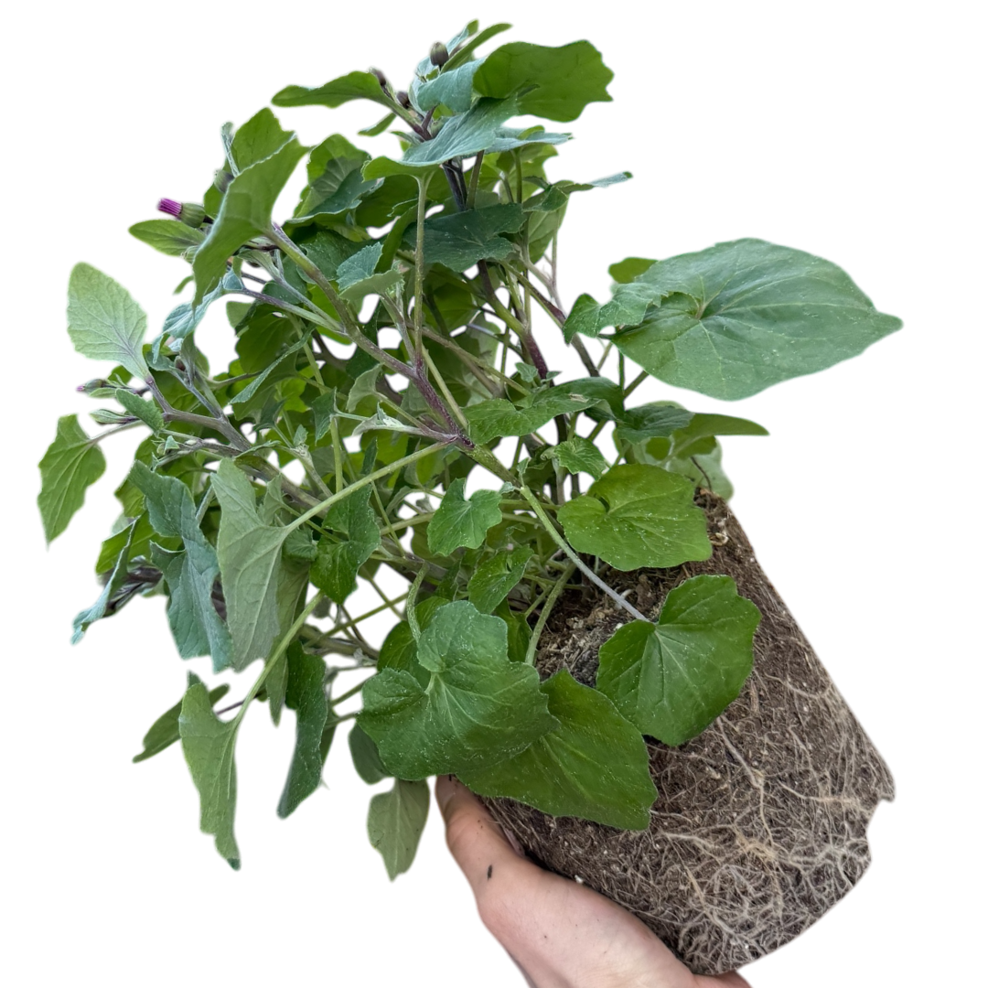 1 Large Bedding Plant - Senetti Pink Bicolour, Outdoor Garden Ready, 2L Pot - Frankton's