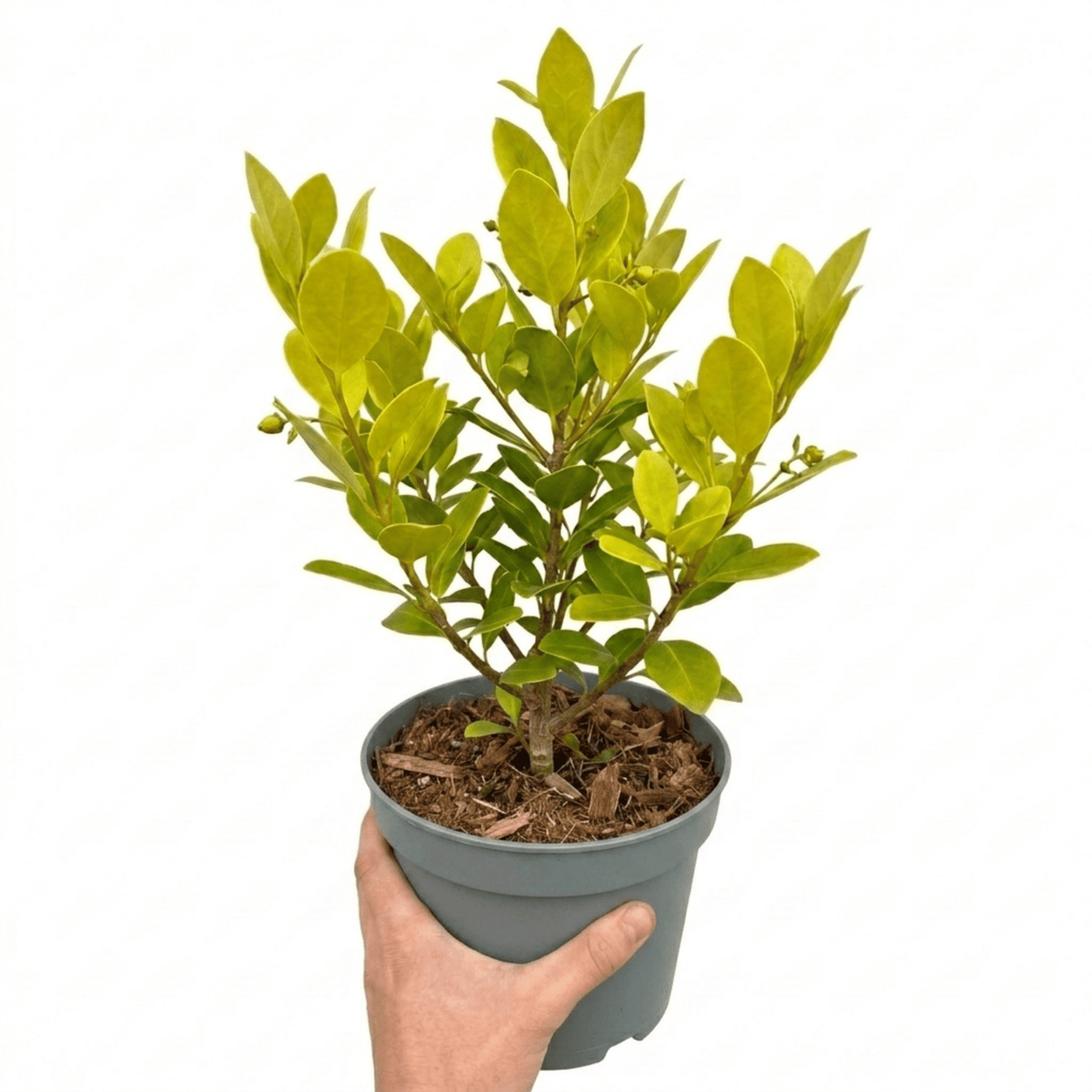 1 Large Hedge Plant - Griselinia Littoralis, Outdoor Garden Ready, 2L Pot - Frankton's
