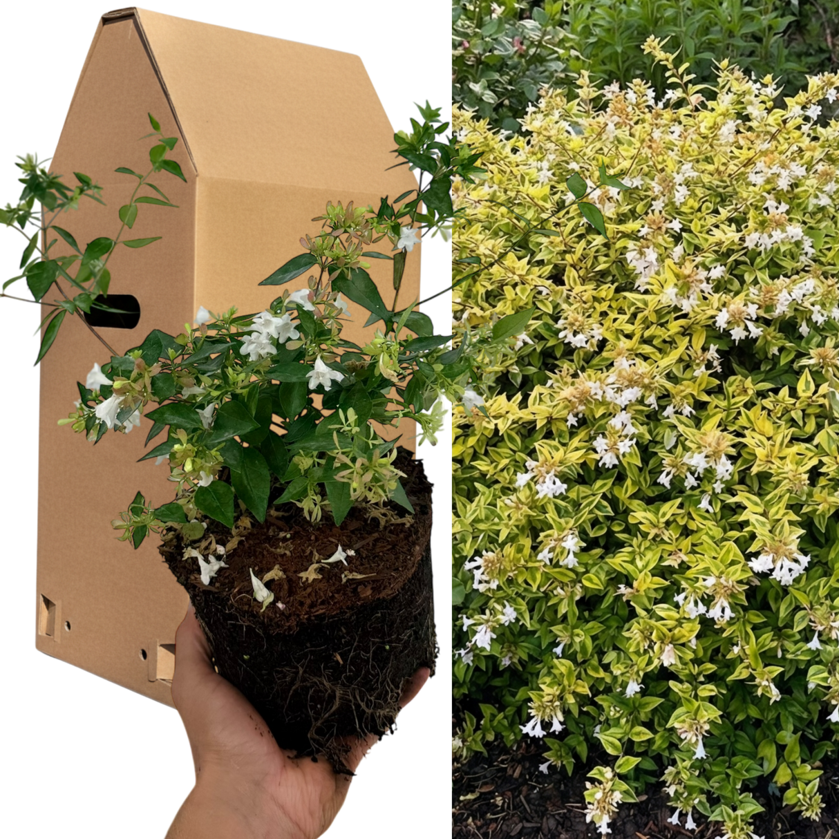 1 Large Plant - Abelia Francis Mason, Ready to Plant in Your Garden, 2L Pot - Frankton's
