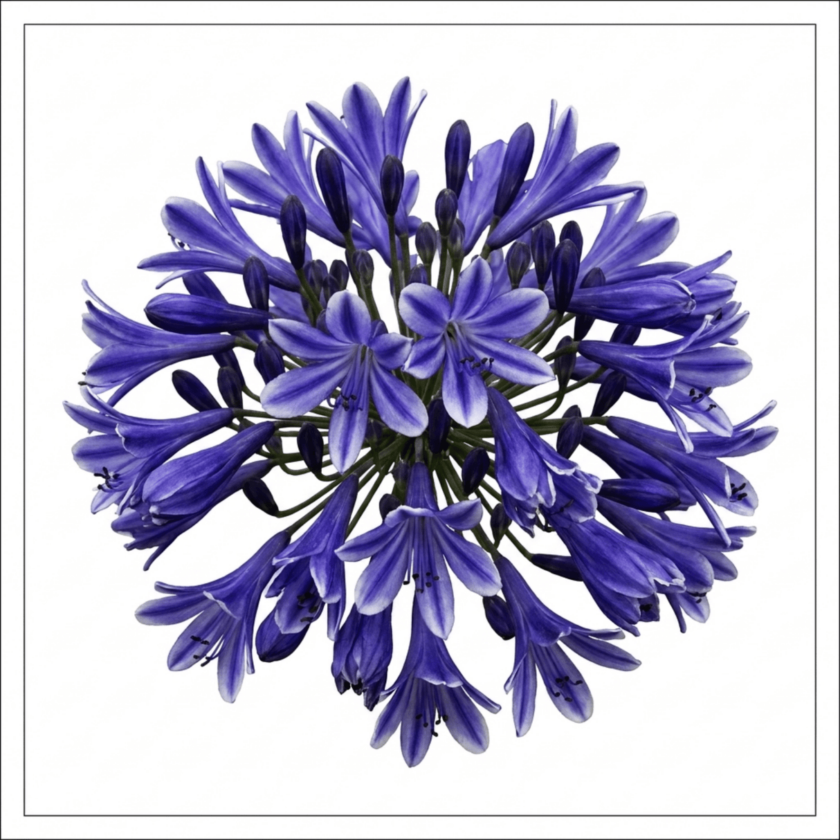 1 Large Plant - Agapanthus Charlotte, Ready to Plant in Your Garden, 2L Pot - Frankton's