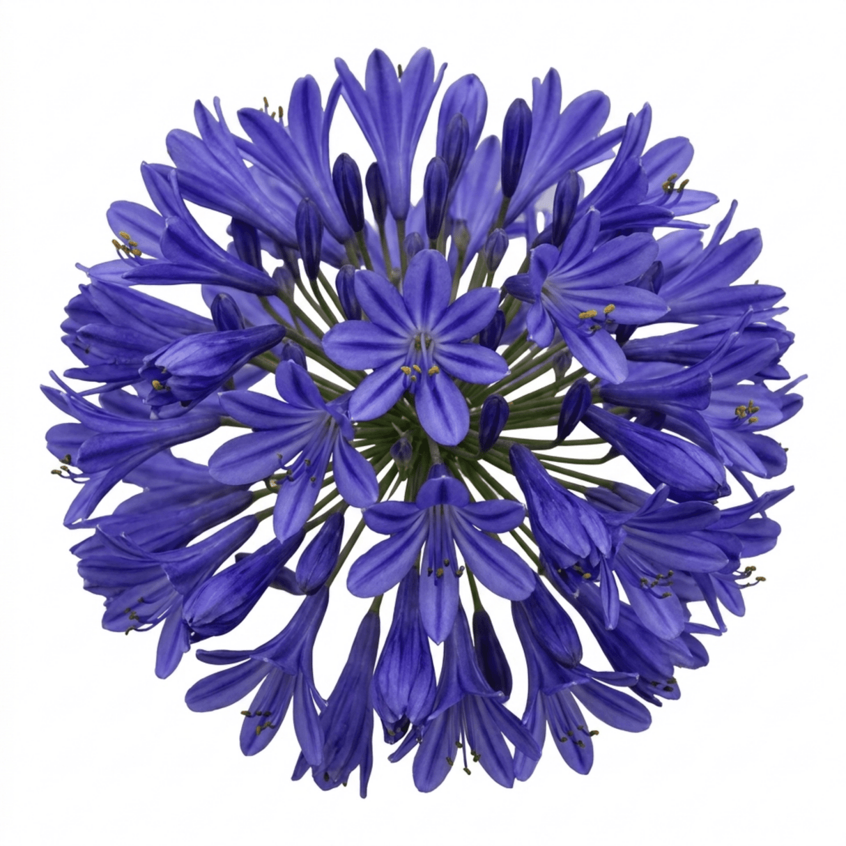 1 Large Plant - Agapanthus Northern Star, Ready to Plant in Your Garden, 2L Pot - Frankton's