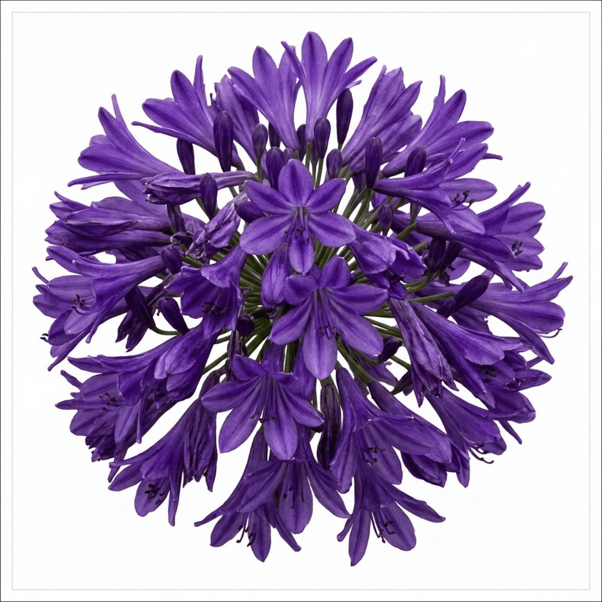 1 Large Plant - Agapanthus Poppin Purple, Ready to Plant in Your Garden, 2L Pot - Frankton's