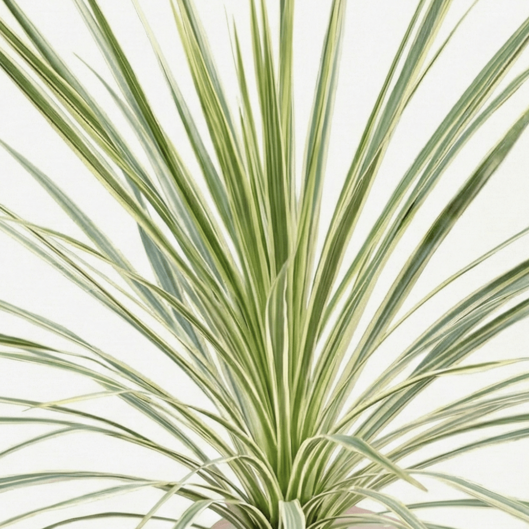 1 Large Plant - Astelia Silver Spear, Ready to Plant in Your Garden, 3L Rootball - Frankton's