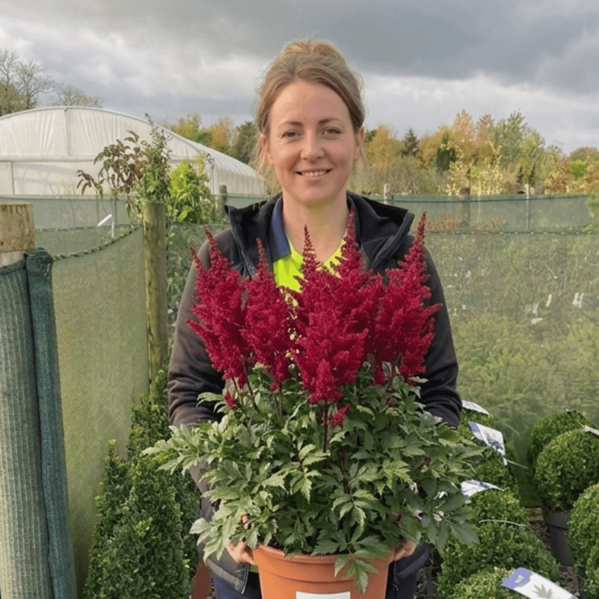 1 Large Plant - Astilbe Music Series Red, Ready to Plant in Your Garden, 5L Pot - Frankton's