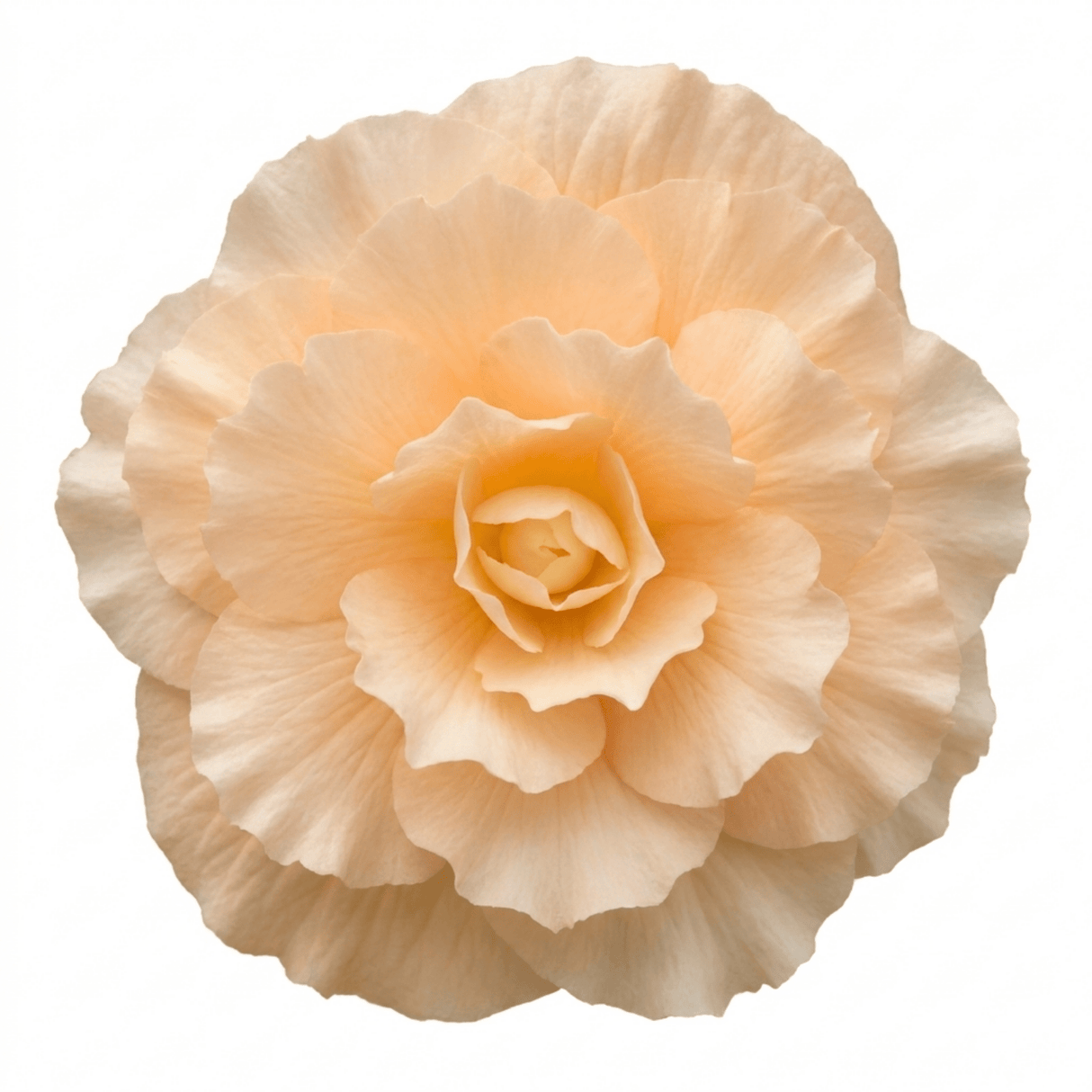 1 Large Plant - Begonia Fragrant Falls Peach, Outdoor Garden Ready, 2L Pot - Frankton's