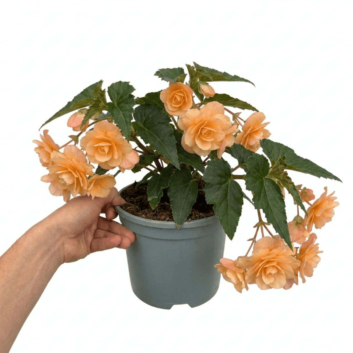 1 Large Plant - Begonia Fragrant Falls Peach, Outdoor Garden Ready, 2L Pot - Frankton's