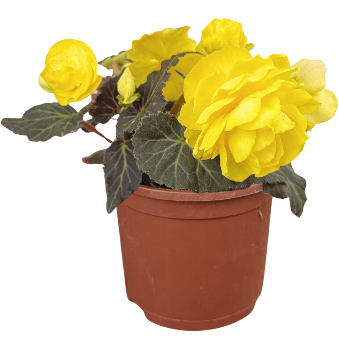 1 Large Plant - Begonia Mocca Yellow, Ready to Plant in Your Garden, 2L Pot - Frankton's