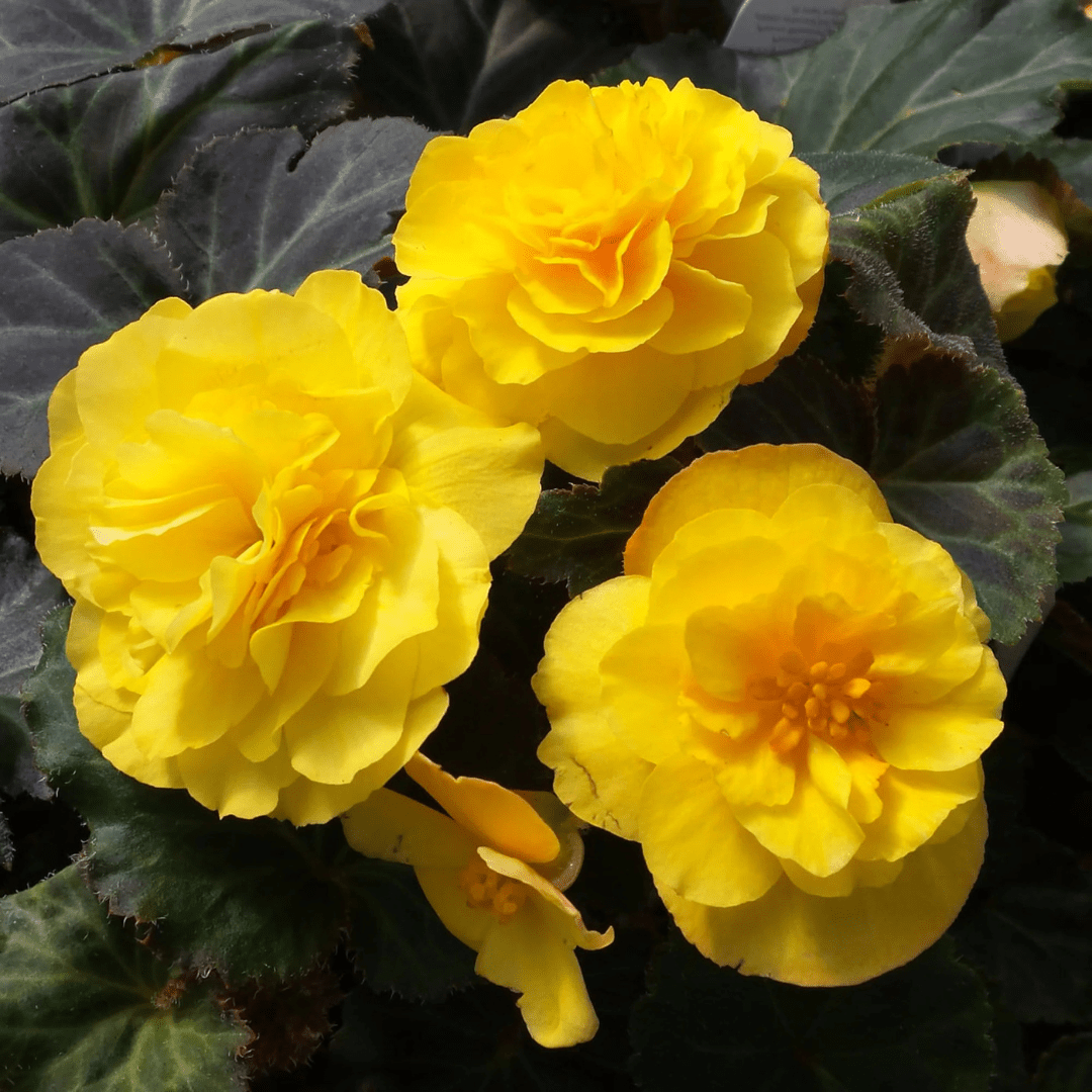1 Large Plant - Begonia Mocca Yellow, Ready to Plant in Your Garden, 2L Pot - Frankton's