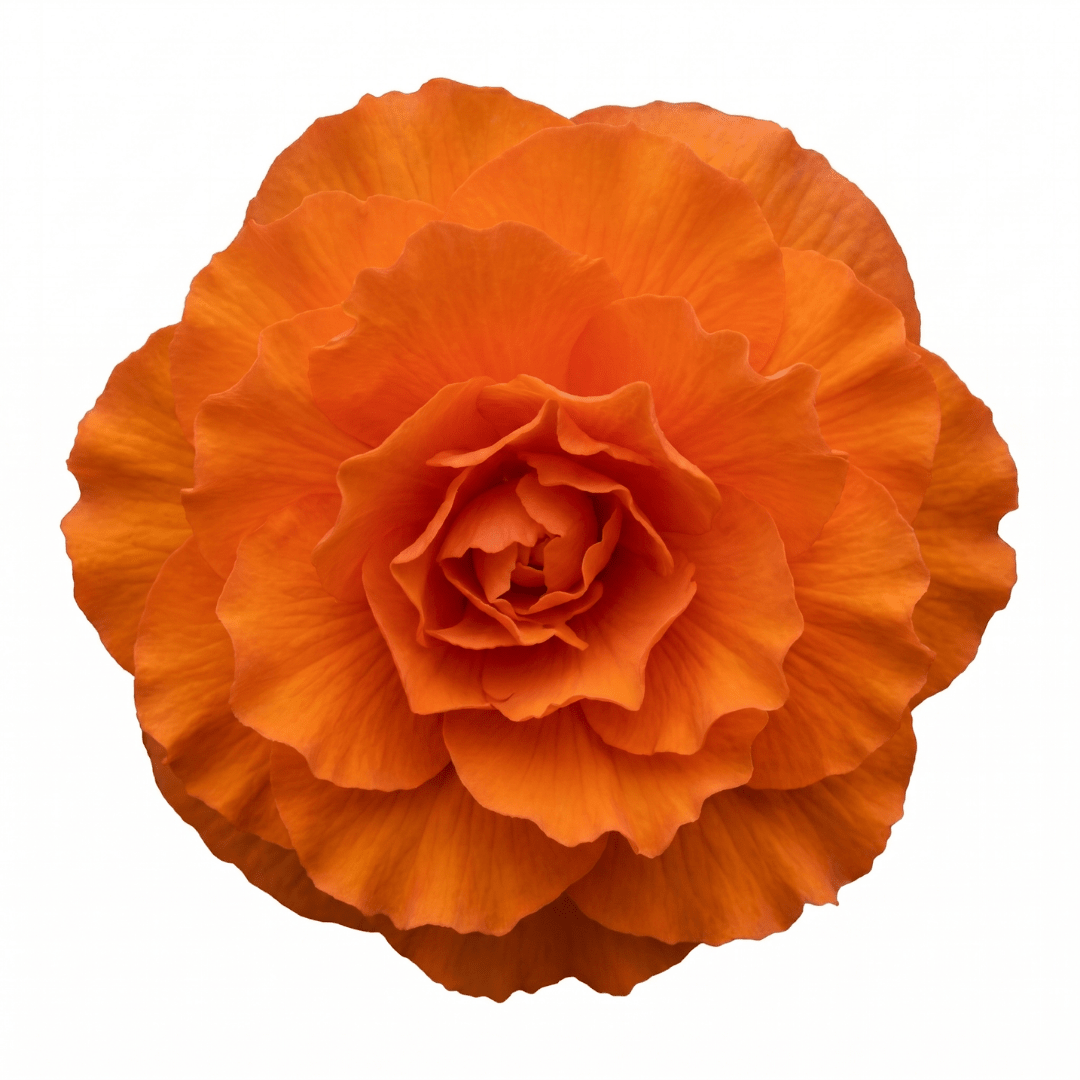 1 Large Plant - Begonia Non Stop Mocca Deep Orange, Outdoor Garden Ready, 5L Pot - Frankton's