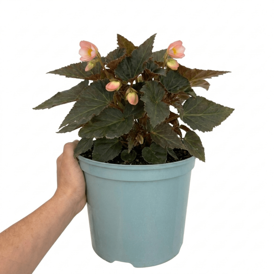 1 Large Plant - Begonia Non Stop Mocca Light Pink, Outdoor Garden Ready, 5L Pot - Frankton's