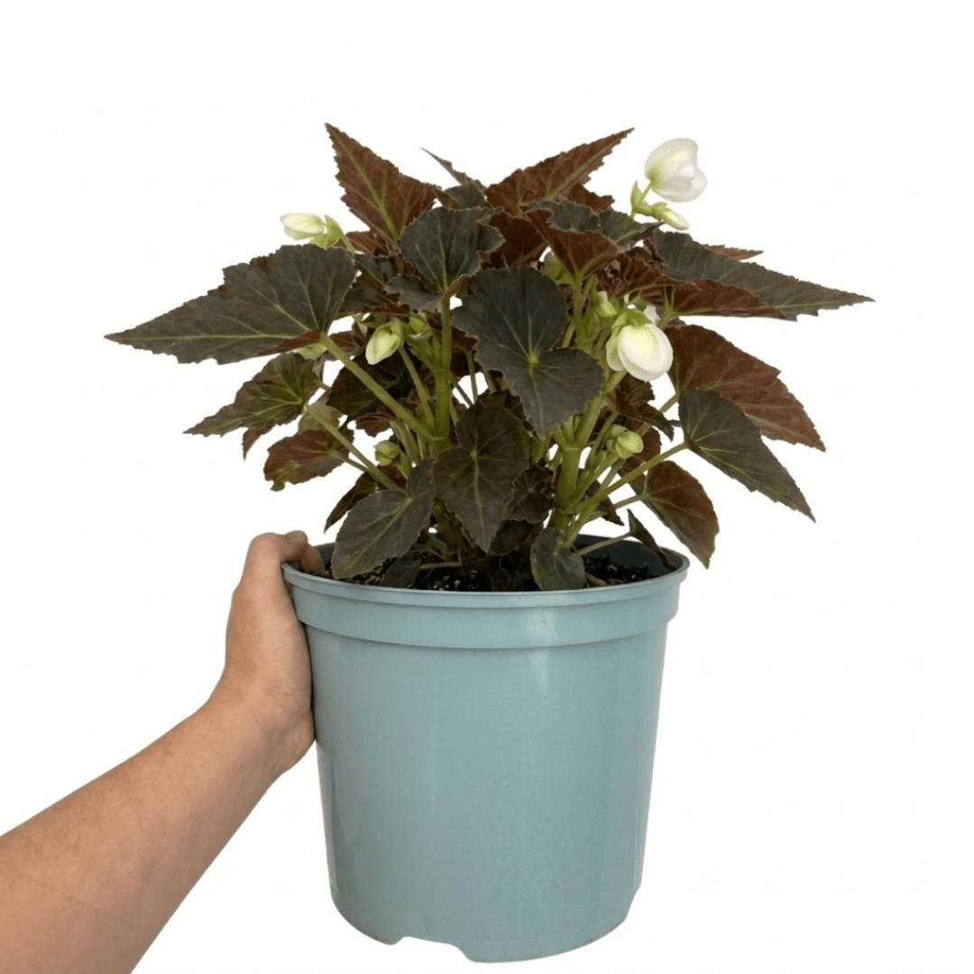 1 Large Plant - Begonia Non Stop Mocca White, Outdoor Garden Ready, 5L Pot - Frankton's