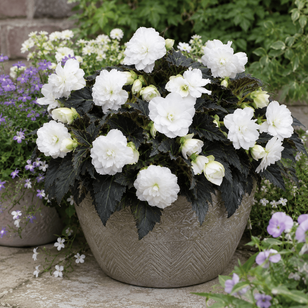 1 Large Plant - Begonia Non Stop Mocca White, Outdoor Garden Ready, 5L Pot - Frankton's
