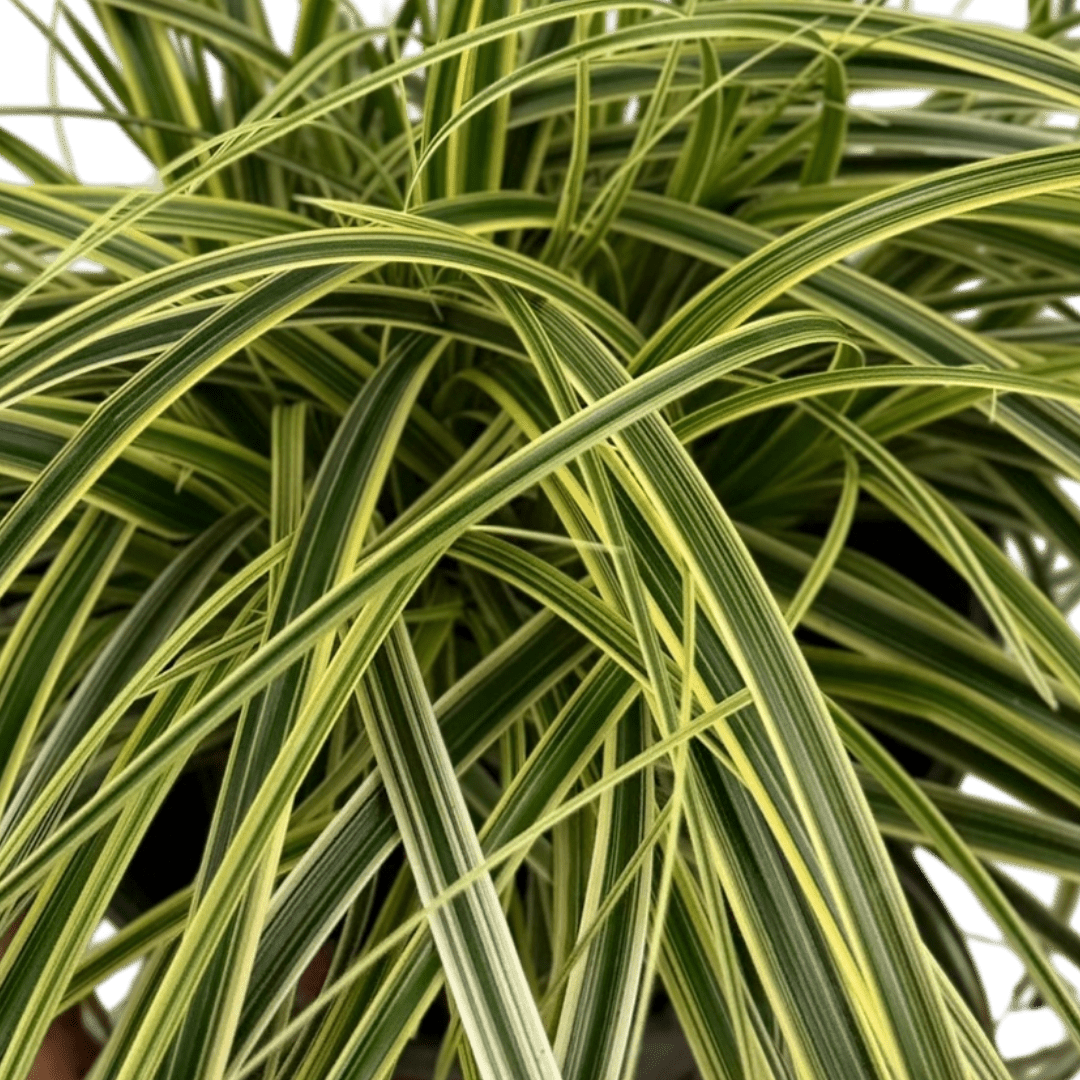 1 Large Plant - Carex Feather Falls, Ready to Plant in Your Garden, 5L Pot - Frankton's