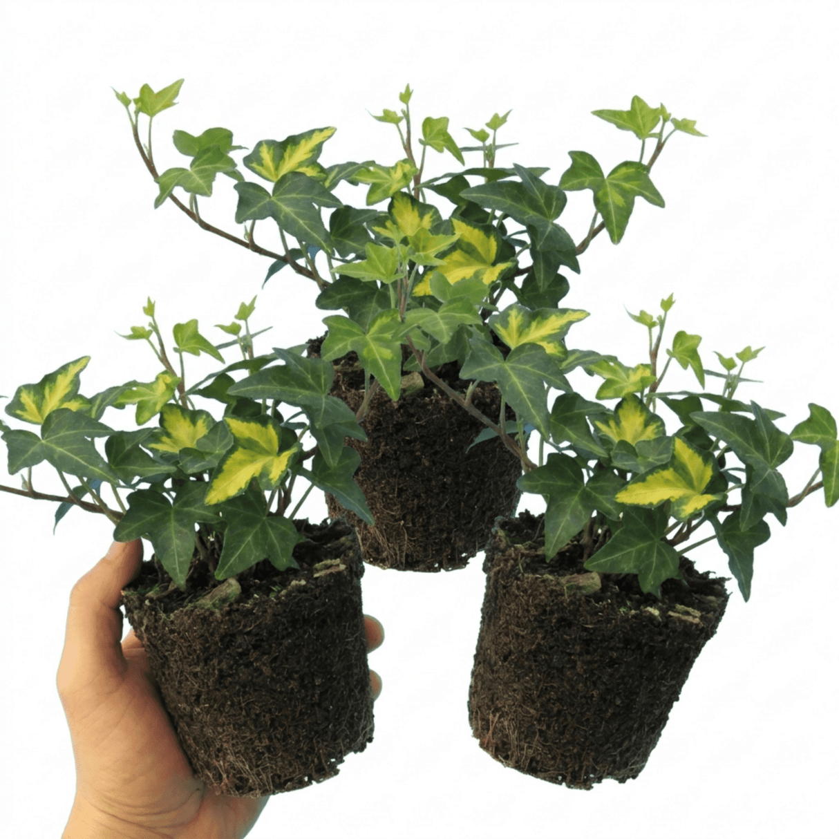 1 Large Plant - Ceanothus Blue Mound, Ready to Plant in Your Garden, 2L Pot - Frankton's