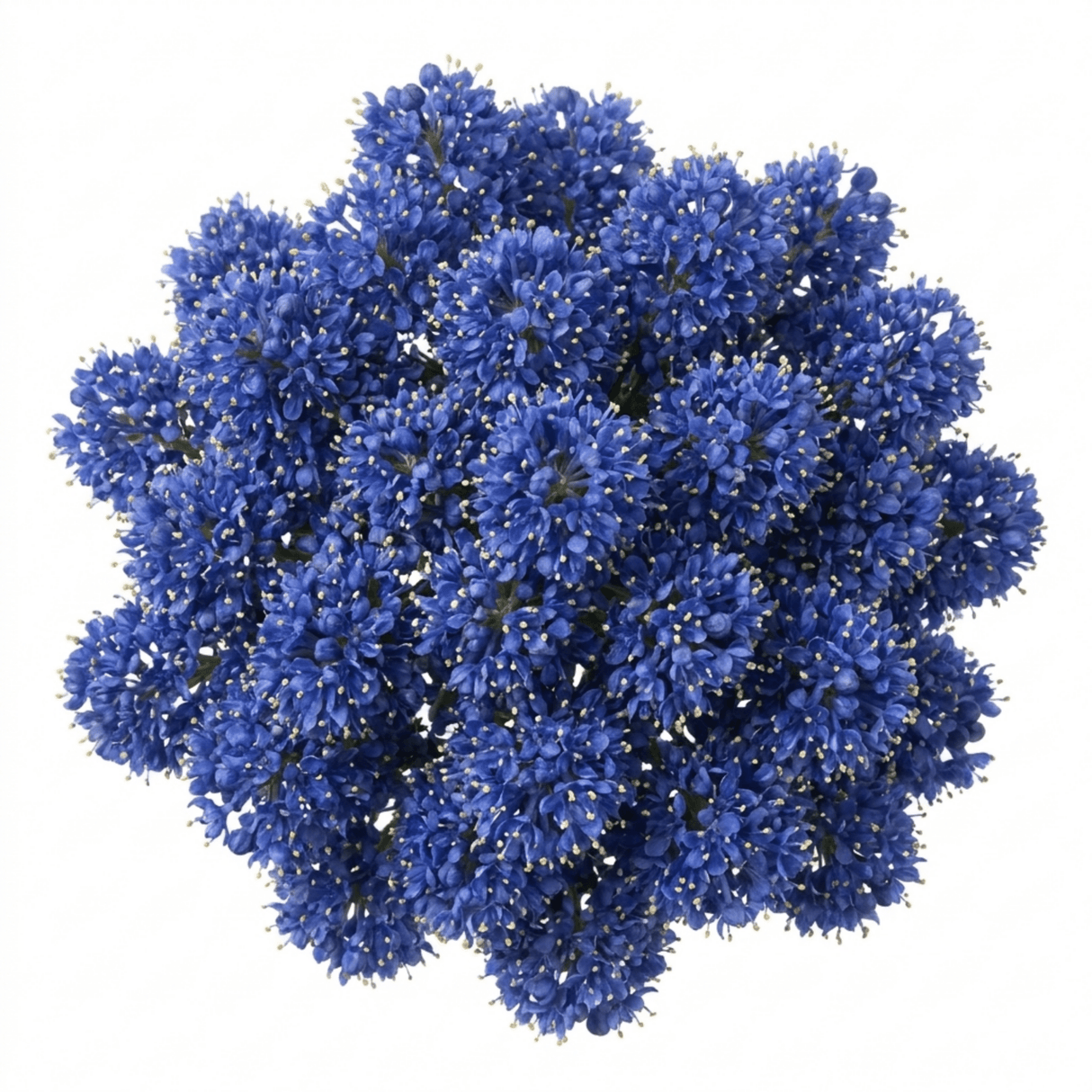 1 Large Plant - Ceanothus Pugets Blue, Ready to Plant in Your Garden, 2L Pot - Frankton's
