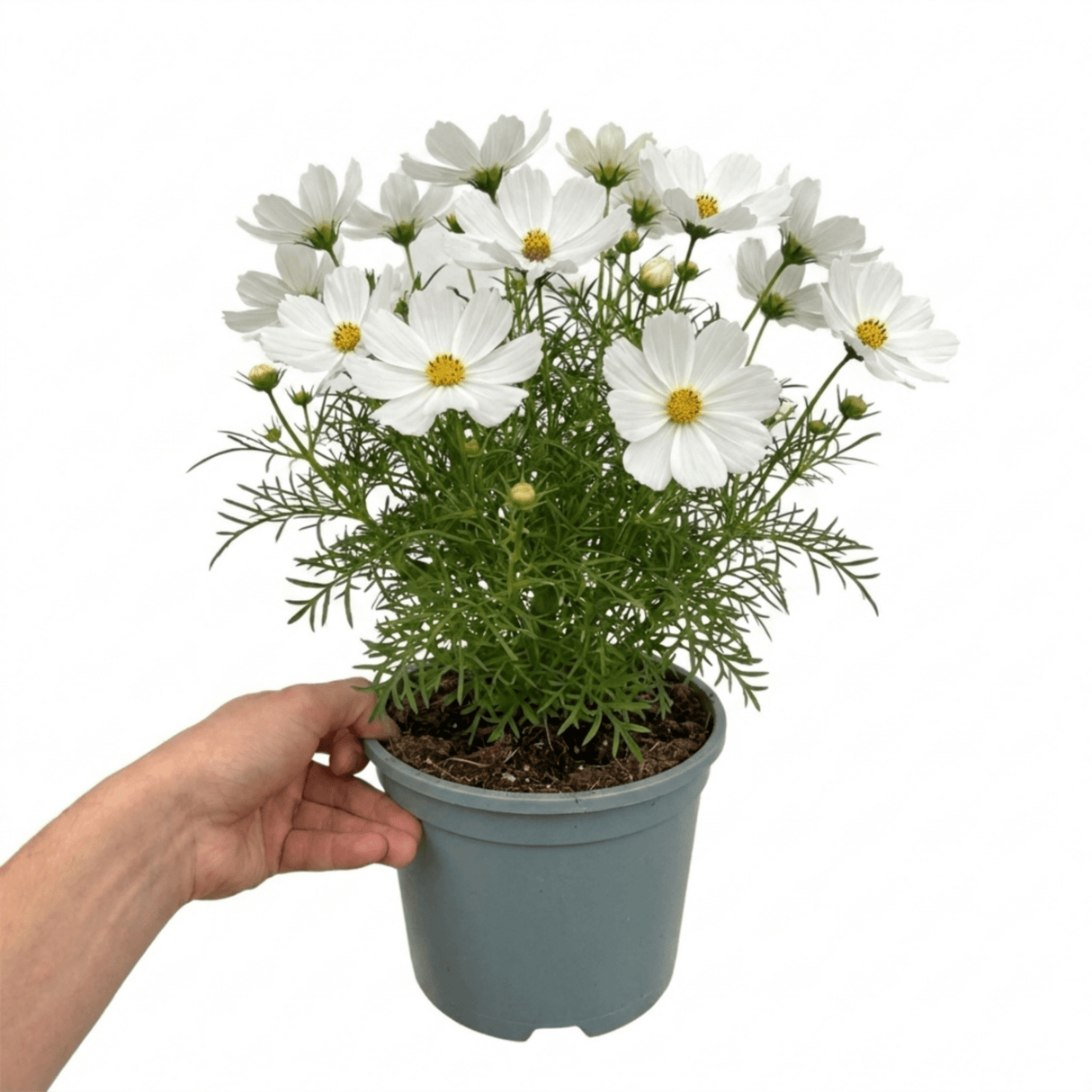 1 Large Plant - Cosmos Apollo White, Ready to Plant in Your Garden, 2L Pot - Frankton's