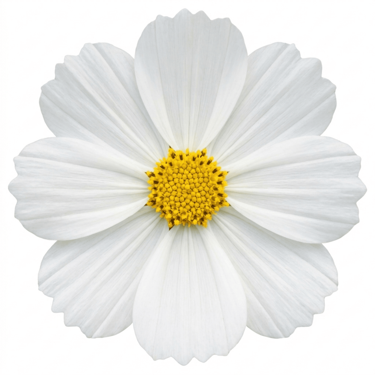 1 Large Plant - Cosmos Apollo White, Ready to Plant in Your Garden, 2L Pot - Frankton's