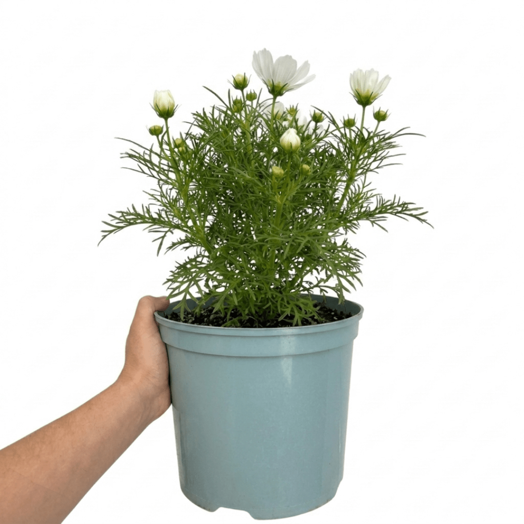 1 Large Plant - Cosmos Apollo White, Ready to Plant in Your Garden, 5L Pot - Frankton's