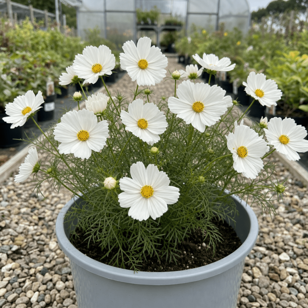 1 Large Plant - Cosmos Apollo White, Ready to Plant in Your Garden, 5L Pot - Frankton's