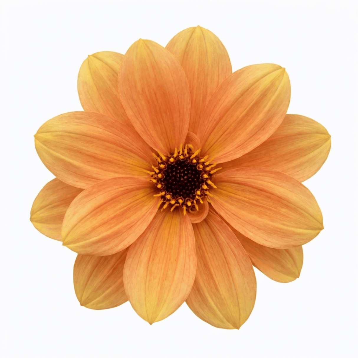 1 Large Plant - Dahlia Dahlegria Sunrise, Ready to Plant in Your Garden, 3L Pot - Frankton's