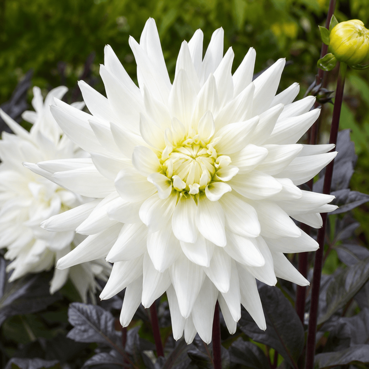 1 Large Plant - Dahlia Dahlegria White, Ready to Plant in Your Garden, 3L Pot - Frankton's