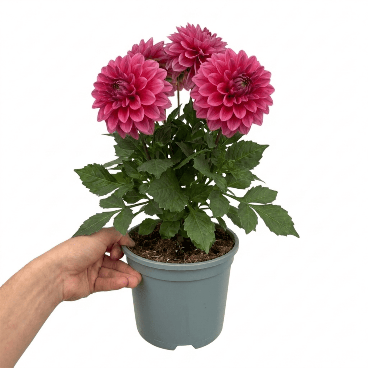 1 Large Plant - Dahlia Maggiore Deep Rose, Ready to Plant in Your Garden, 3L Pot - Frankton's