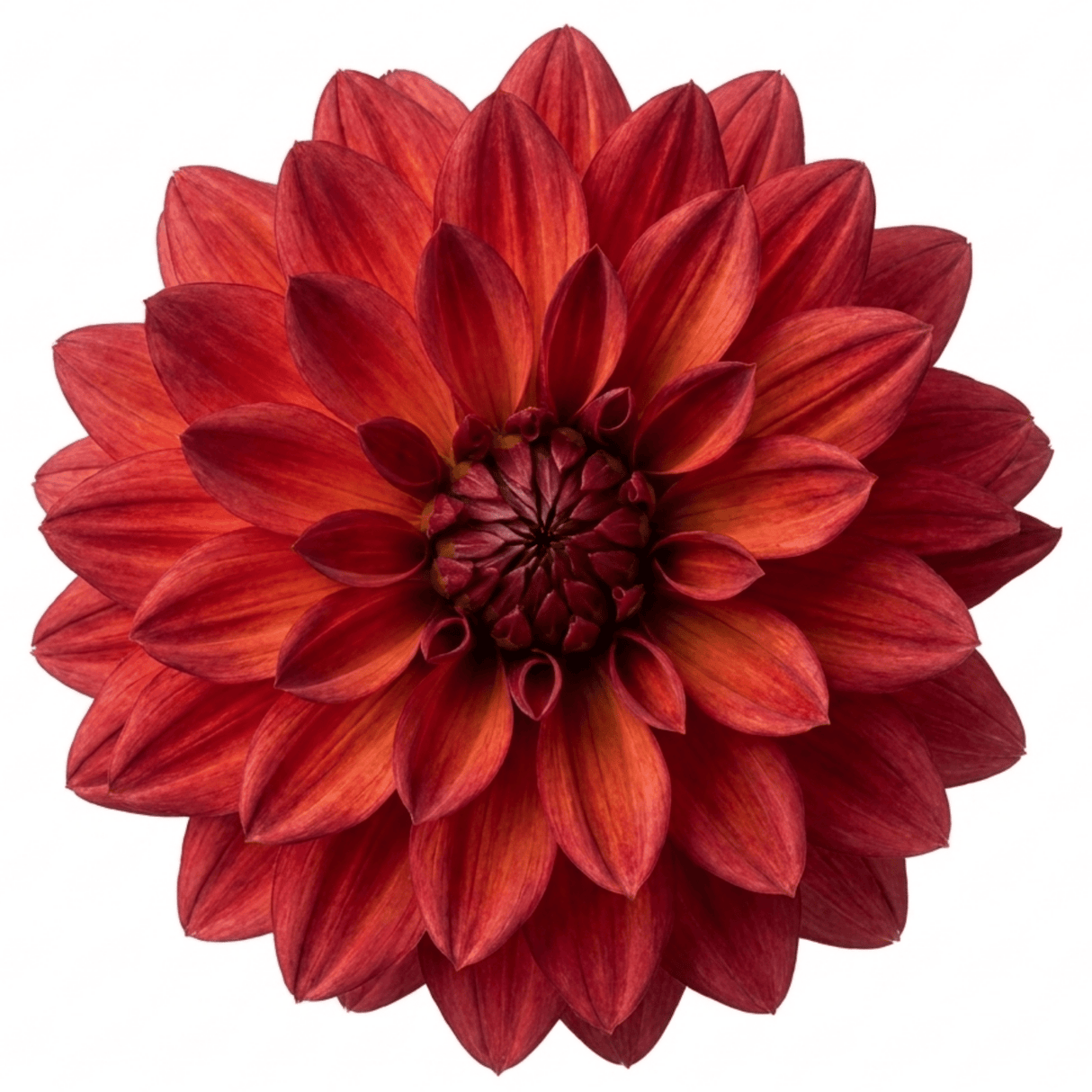 1 Large Plant - Dahlia Maggiore Fun Pomegranate, Ready to Plant in Your Garden - Frankton's