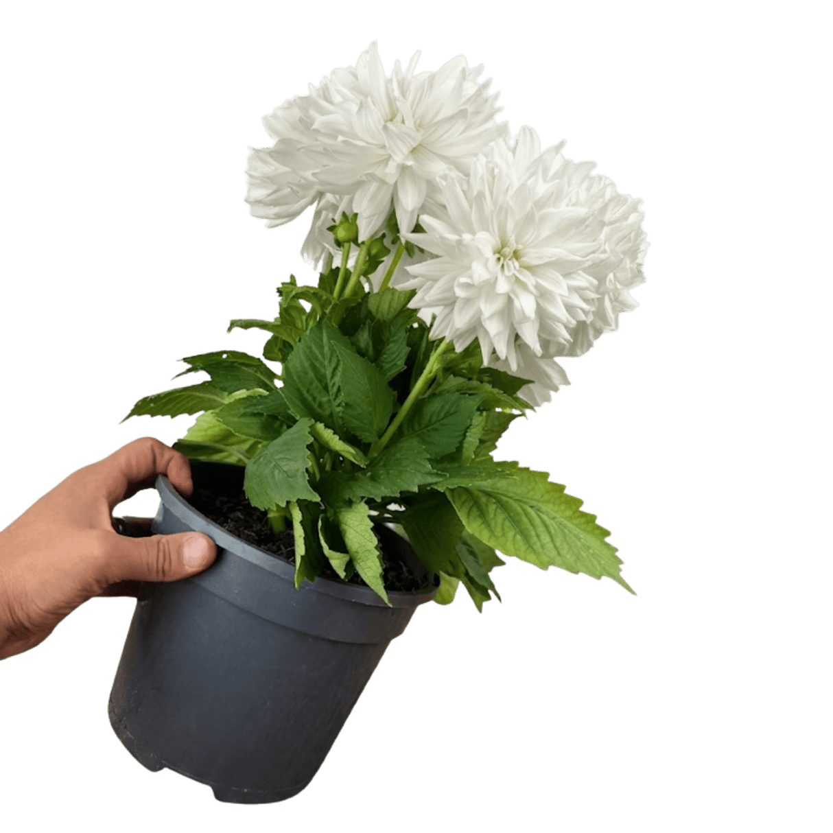 1 Large Plant - Dahlia Maggiore White, Ready to Plant in Your Garden, 3L Pot - Frankton's