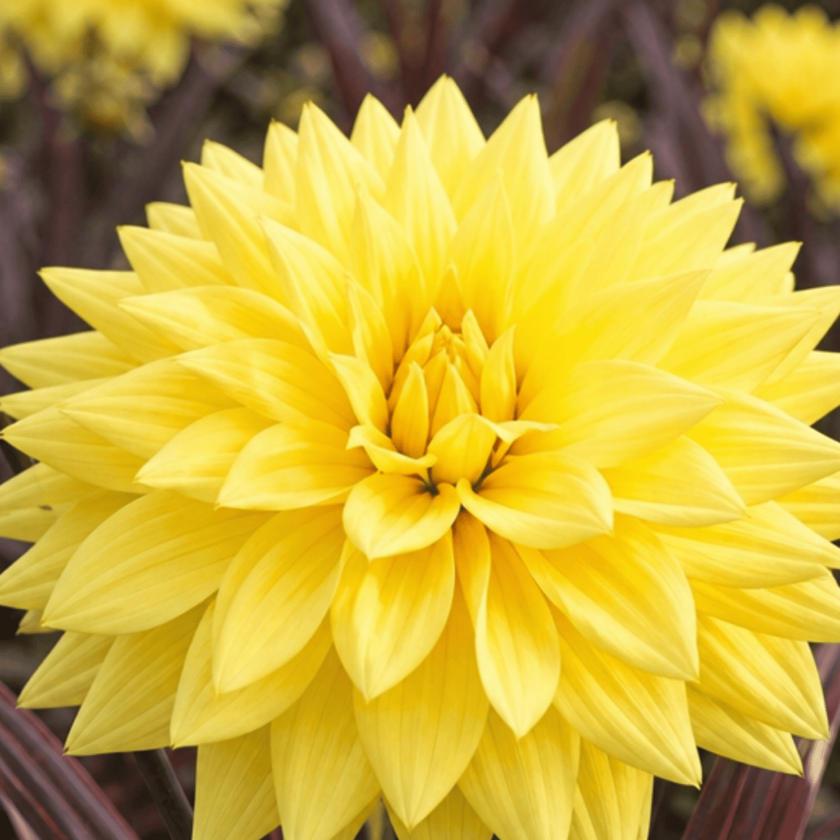 1 Large Plant - Dahlia Maggiore Yellow, Ready to Plant in Your Garden, 3L Pot - Frankton's
