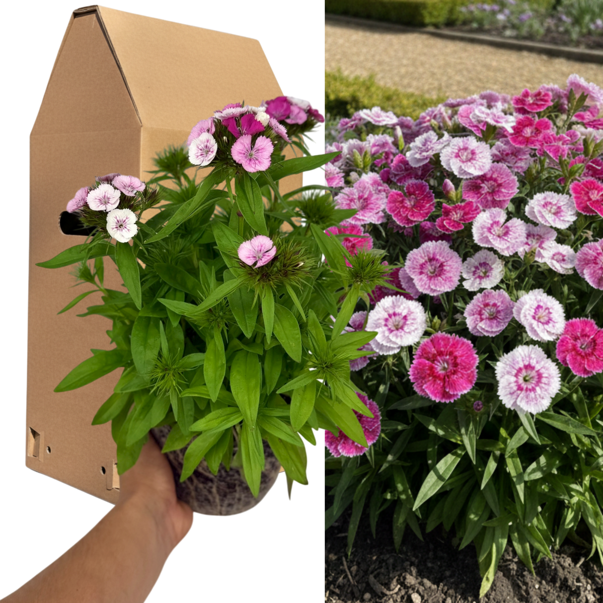 1 Large Plant - Dianthus Dart Pink Magician, Ready to Plant in Your Garden, 2L - Frankton's