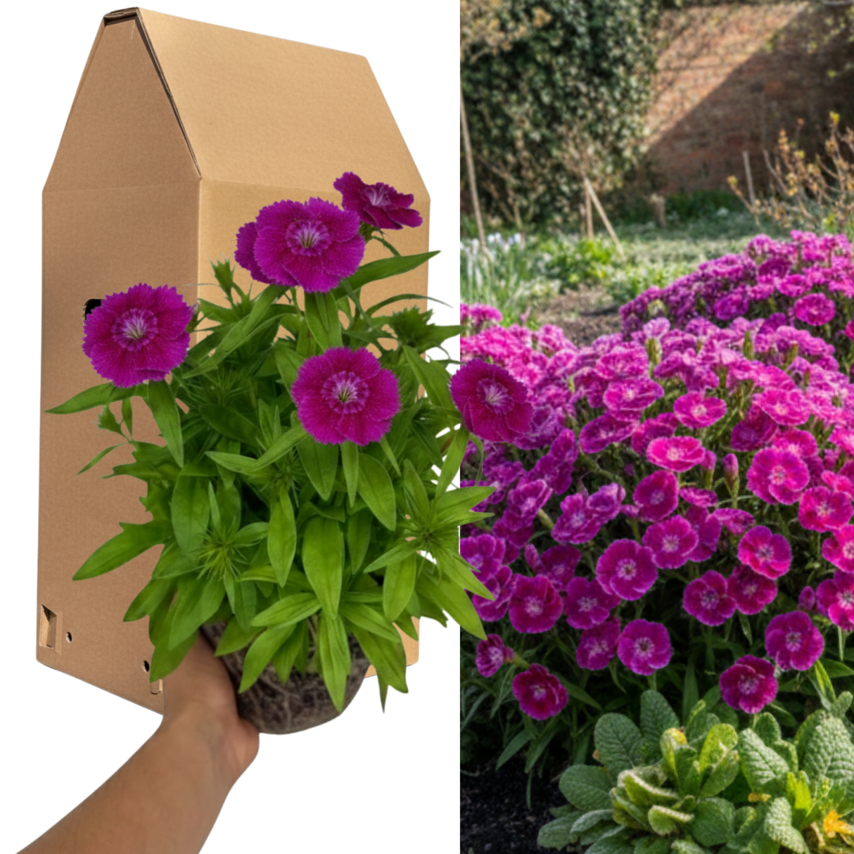 1 Large Plant - Dianthus Dart Purple, Ready to Plant in Your Garden, 2L Pot - Frankton's