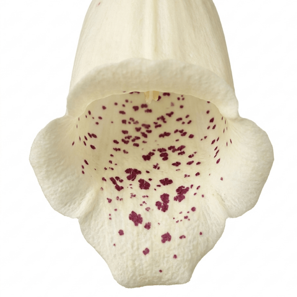 1 Large Plant - Digitalis Dalmatian Cream, Ready to Plant in Your Garden, 2L Pot - Frankton's