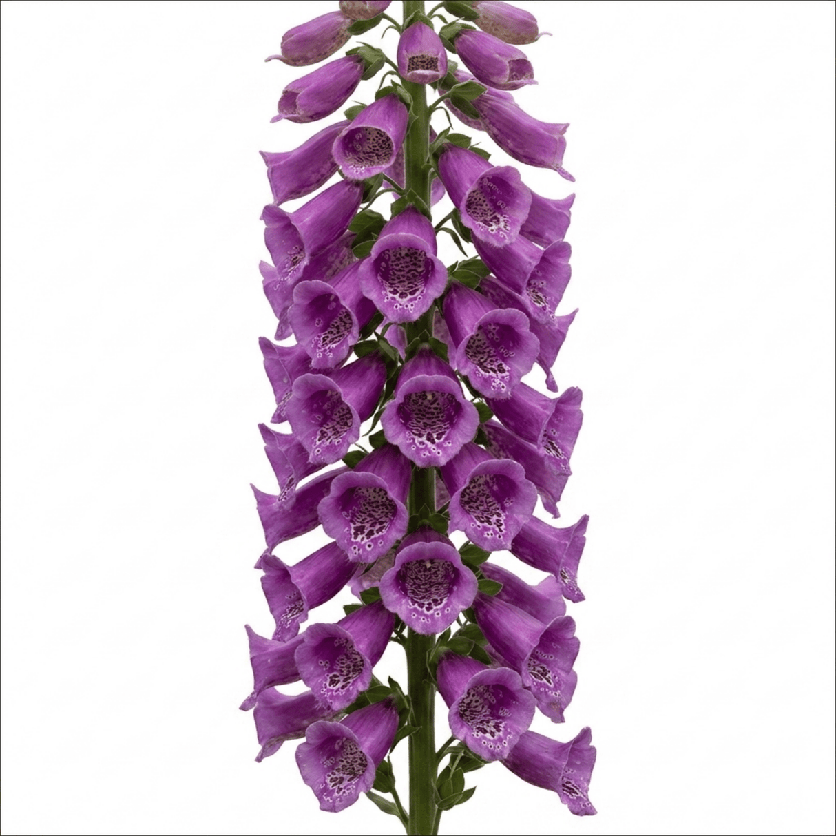 1 Large Plant - Digitalis Dalmatian Purple, Outdoor Garden Ready, 2L Pot - Frankton's