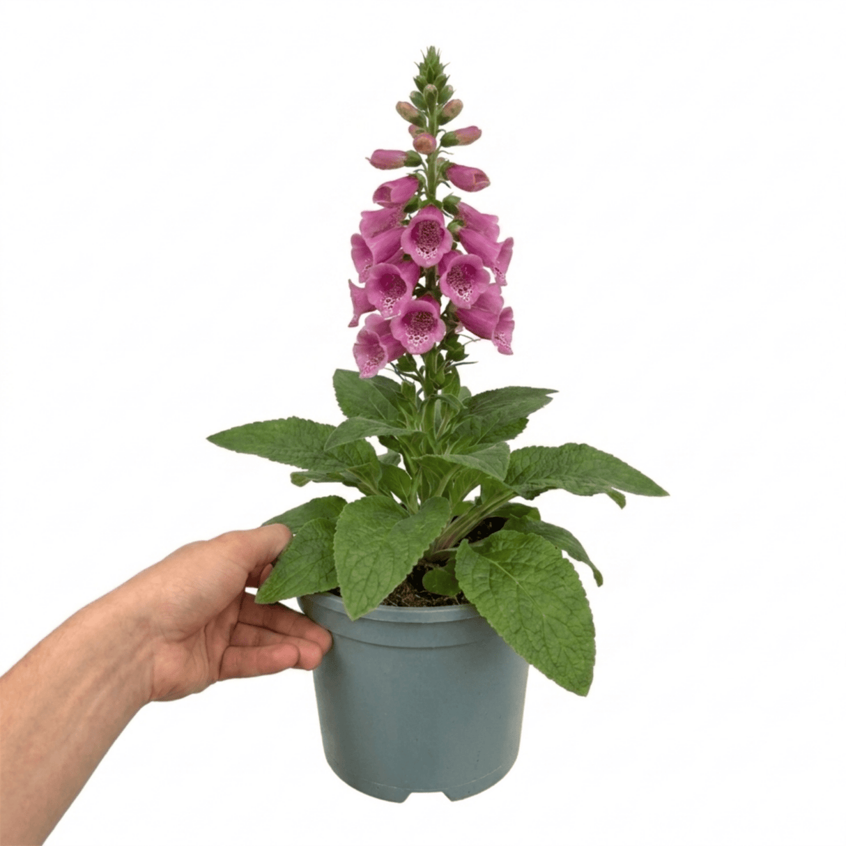 1 Large Plant - Digitalis Dalmatian Rose, Ready to Plant in Your Garden, 2L Pot - Frankton's