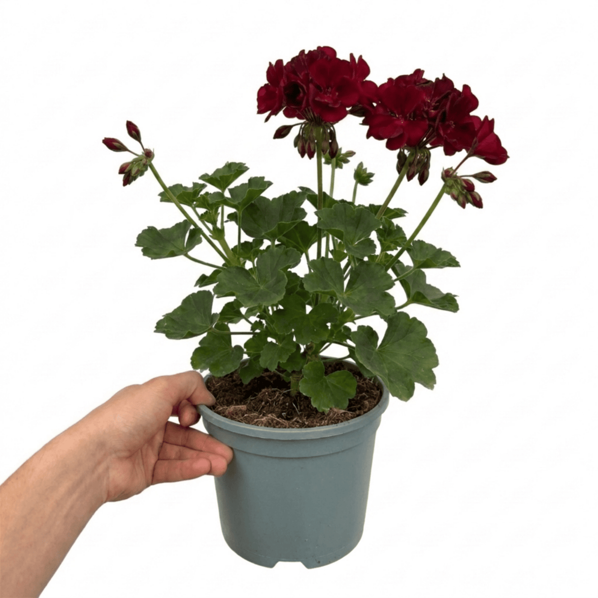 1 Large Plant - Geranium Calliope Dark Red, Outdoor Garden Ready, 2L Pot - Frankton's