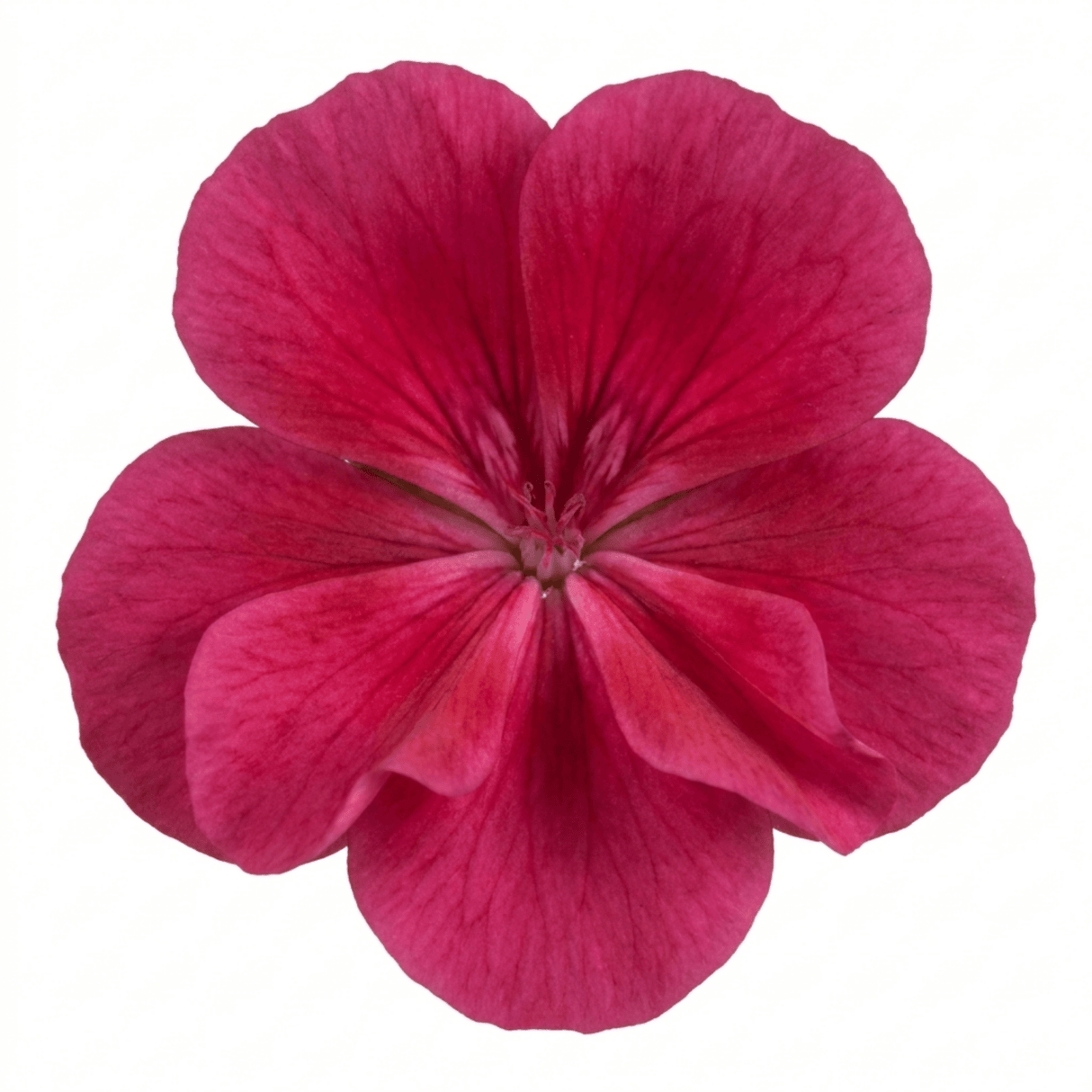 1 Large Plant - Geranium Calliope Deep Rose, Outdoor Garden Ready, 2L Pot - Frankton's