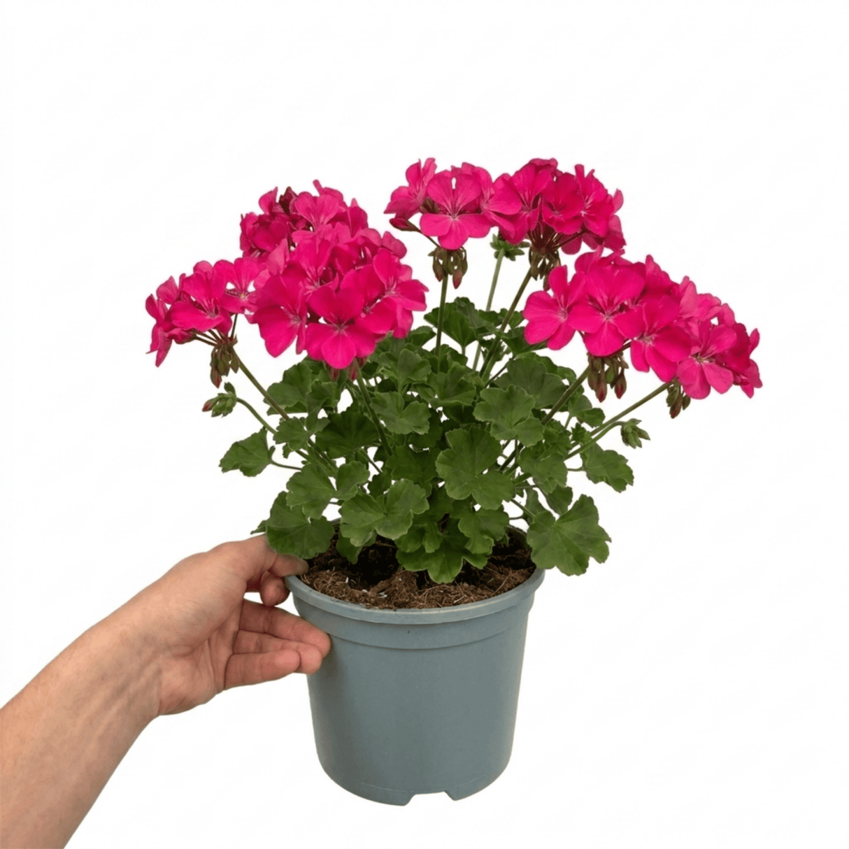 1 Large Plant - Geranium Calliope Hot Pink, Outdoor Garden Ready, 2L Pot - Frankton's