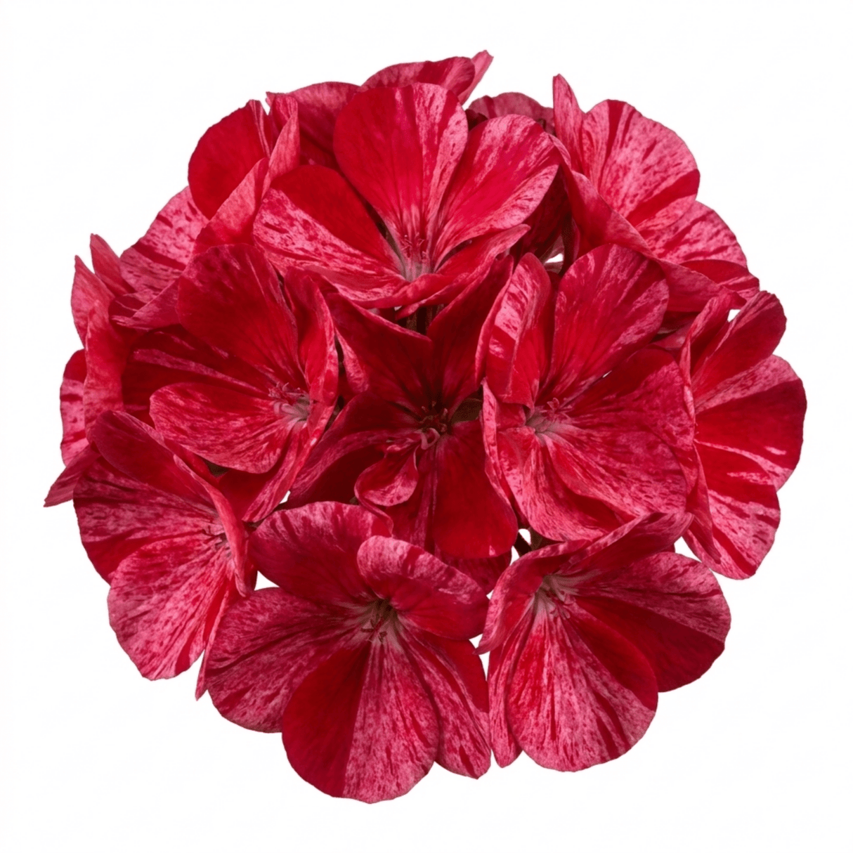 1 Large Plant - Geranium Calliope Red Splash, Outdoor Garden Ready, 2L Pot - Frankton's