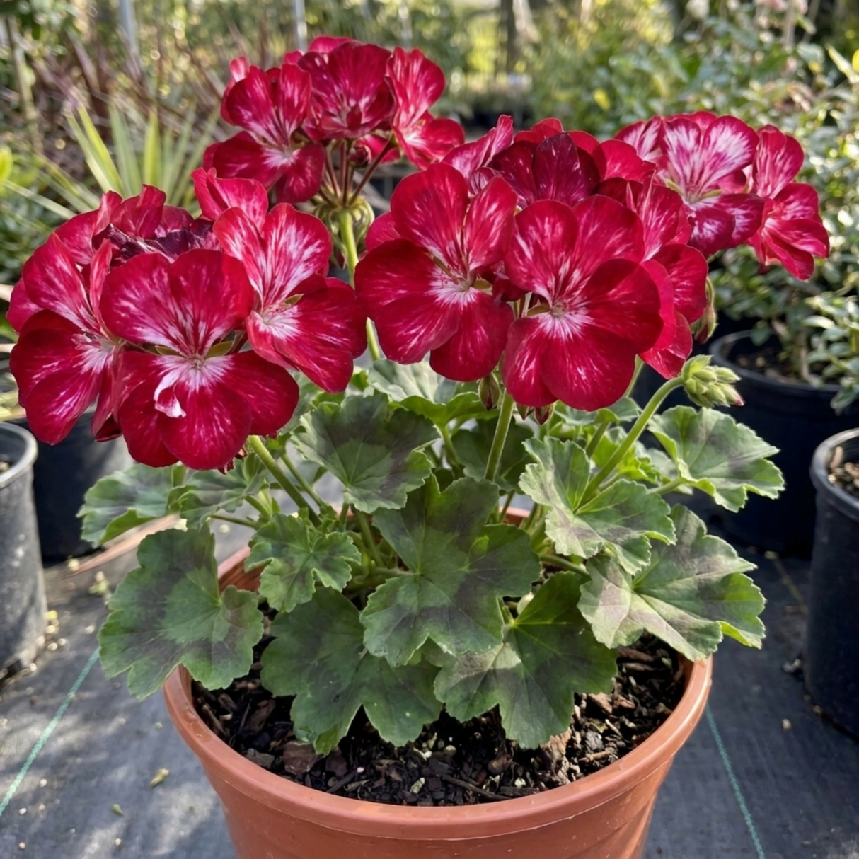 1 Large Plant - Geranium Calliope Red Splash, Outdoor Garden Ready, 2L Pot - Frankton's