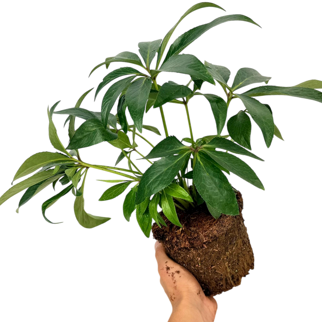 1 Large Plant - Hellebore Argutifolius, Ready to Plant in Your Garden, 2L Pot - Frankton's