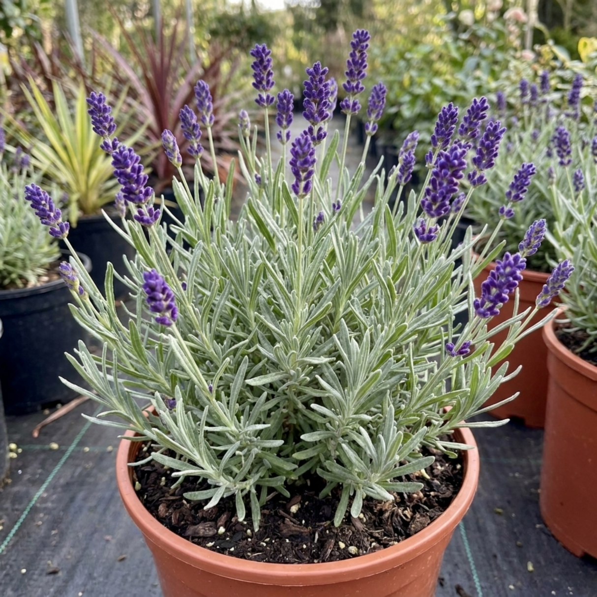 1 Large Plant - Lavender Hidcote Dark Blue, Outdoor Garden Ready, 2L Pot - Frankton's