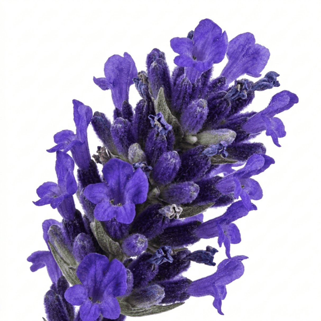 1 Large Plant - Lavender Hidcote Dark Blue, Outdoor Garden Ready, 2L Pot - Frankton's