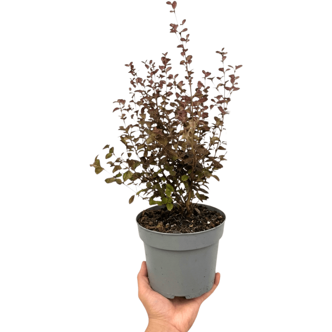 1 Large Plant – Lophomyrtus ‘Purpurea’, Ready to Plant in Your Garden - Frankton's