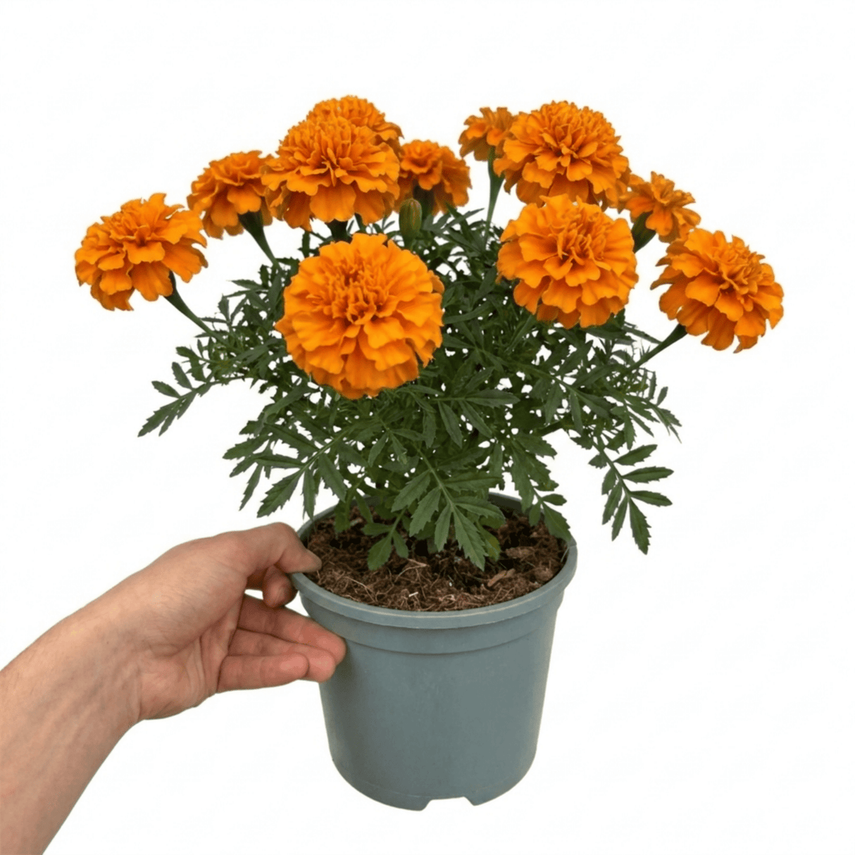 1 Large Plant - Marigold African Taishan Orange, Outdoor Garden Ready, 2L Pot - Frankton's