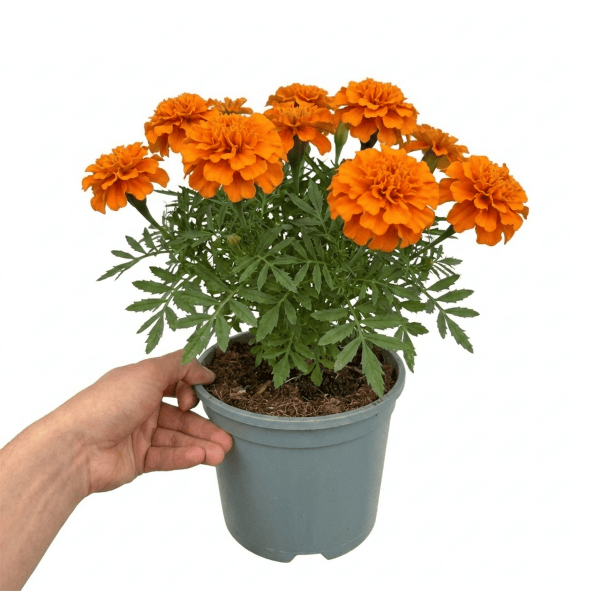 1 Large Plant - Marigold Durango Tangerine, Outdoor Garden Ready, 2L Pot - Frankton's
