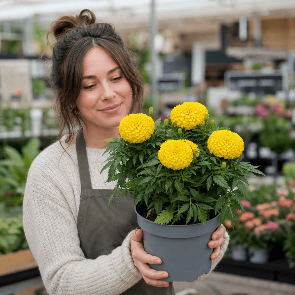 1 Large Plant - Marigold Durango Yellow, Ready to Plant in Your Garden, 2L Pot - Frankton's