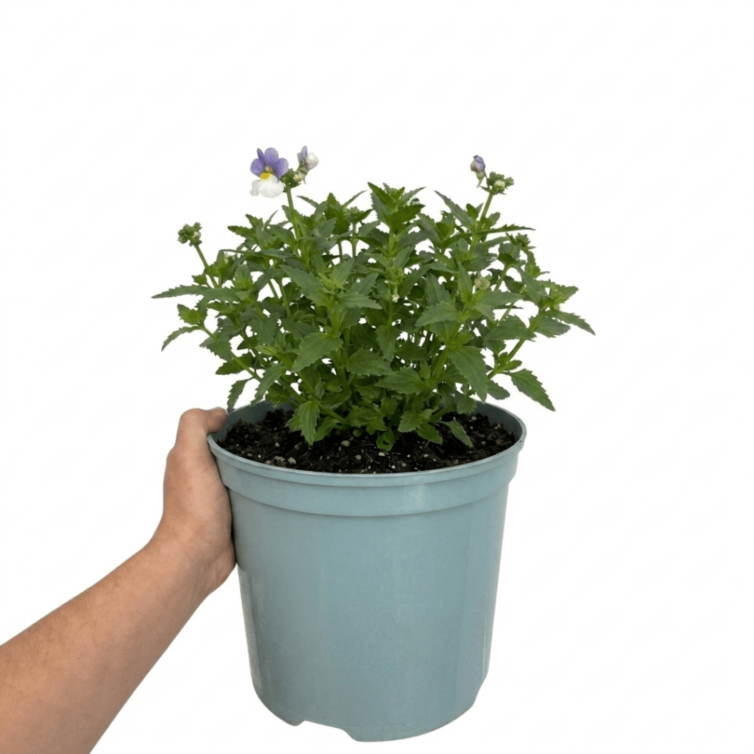 1 Large Plant - Nemesia Lady Lisa, Ready to Plant in Your Garden, 5L Pot - Frankton's