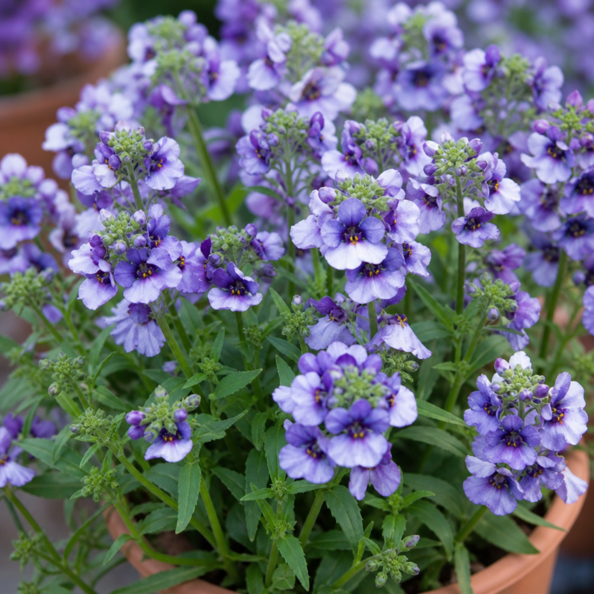 1 Large Plant - Nemesia Nuvo Blue 180, Outdoor Garden Ready, 2L Pot - Frankton's