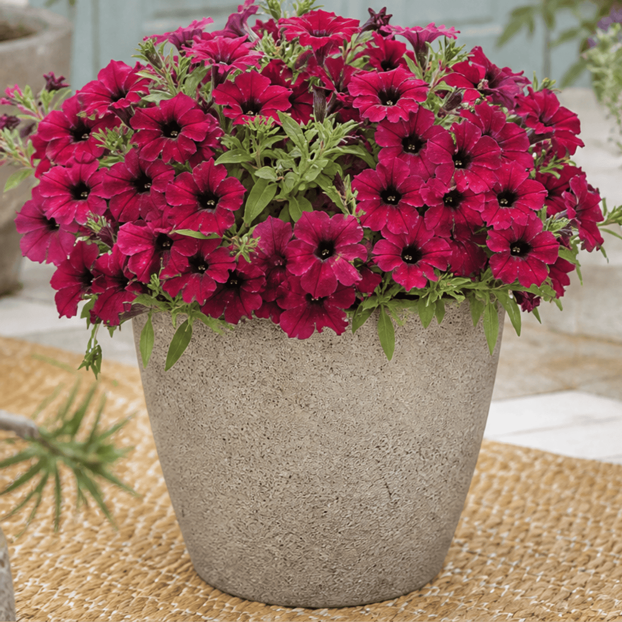 1 Large Plant - Petunia Rimarkable Cherry, Ready to Plant in Your Garden, 2L Pot - Frankton's