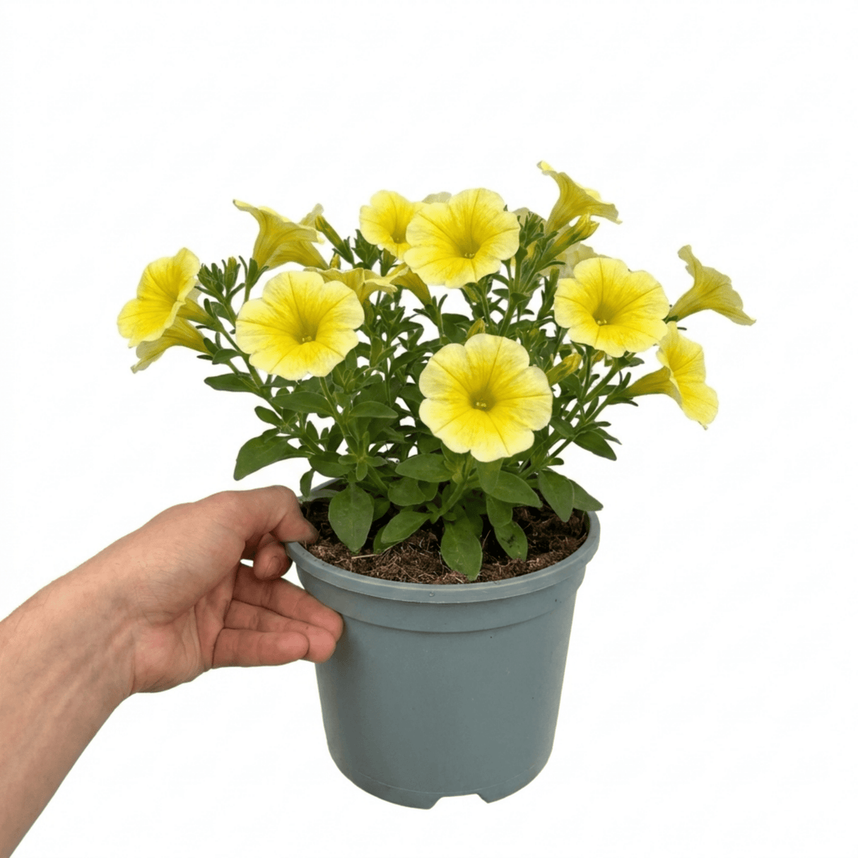 1 Large Plant - Petunia Rimarkable Hello Yellow, Outdoor Garden Ready, 2L Pot - Frankton's